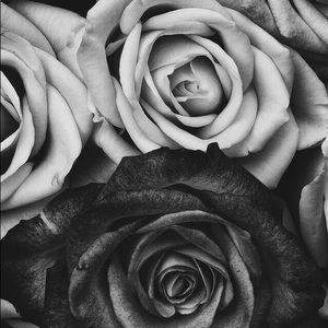 Meet your Posher, Sonya